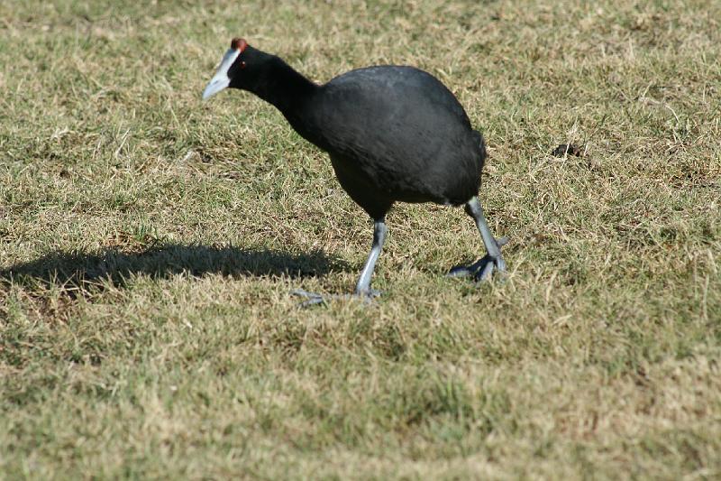 ma frieda 129.JPG - Bleshoender